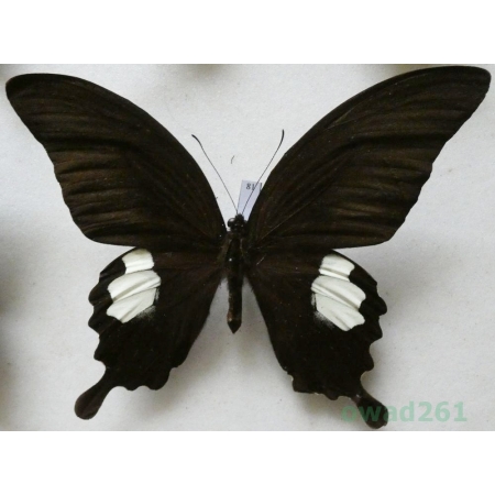 Papilio sataspes Felder & Felder, 1864 Indonesia, Sulawesi 112mm81